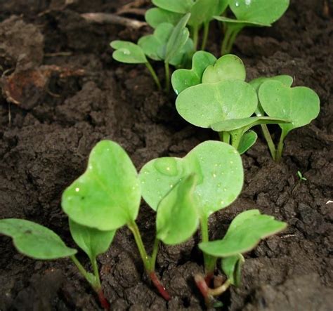 Vegetable Seedling Identification: Pictures and Descriptions | Plant ...