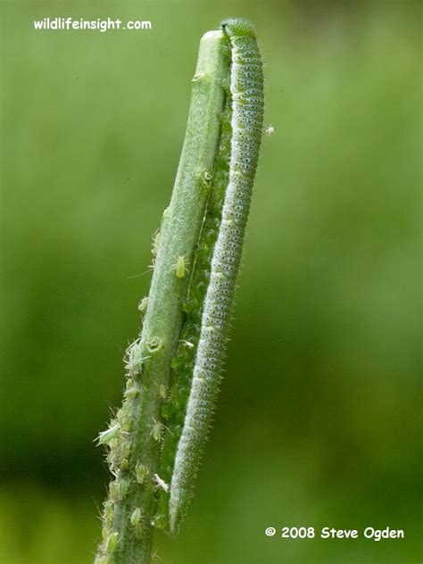 Orange–tip Butterfly and caterpillar (Anthocharis cardamines ...