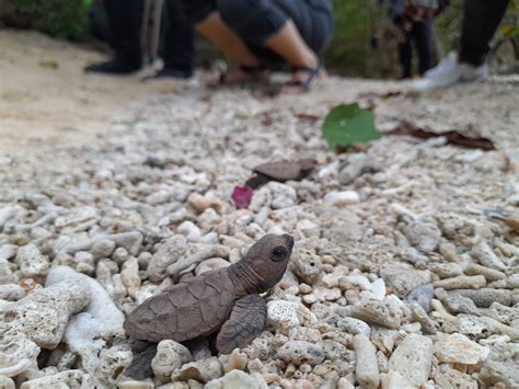 Aboitiz Cleanergy Park frees over 100 pawikan hatchlings