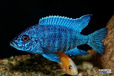 Peacock Cichlid (Aulonocara nyassae) Species Guide