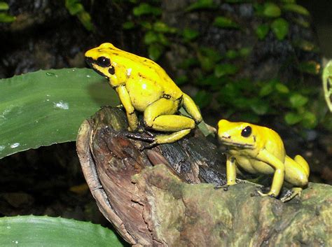 Golden Poison Frog | cara delevingne blog