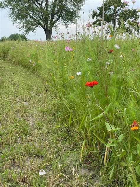 Wildflower Meadow — Barefoot Blooms Farm