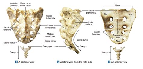 Figure depicting the sacrum and coccyx. | Muscle anatomy, Bone and ...