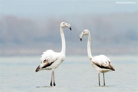 Lake Kerkini Pelicans / Pelikáni na jezeře Kerkini | pkmphoto.cz