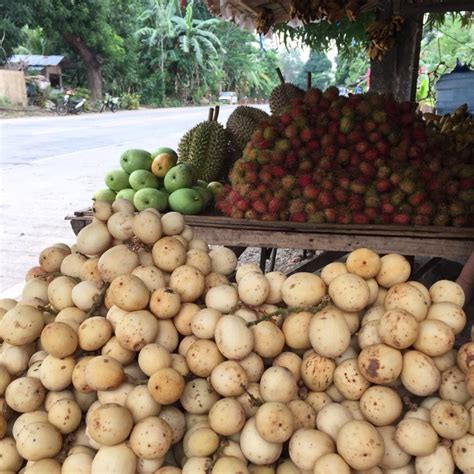 Philippine Fruits Season - philippi design