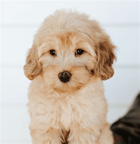 Explore Our F1 Teddy Bear English Goldendoodles Gallery