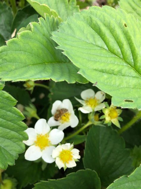 20 Top Strawberry Harvesting Tips – Strawberry Plants