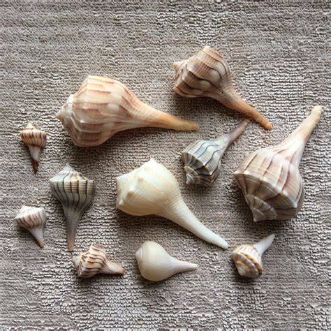 Well Well Whelk 16 Sanibel Island Florida Whelk Seashells | Etsy ...