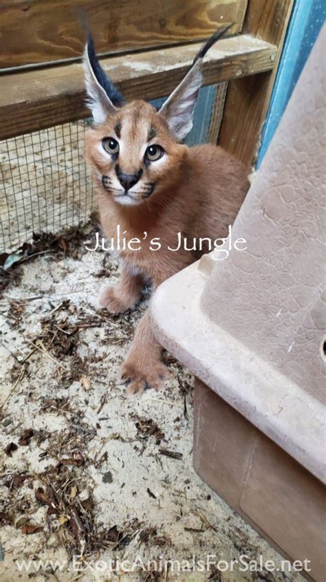 Caracals For Sale