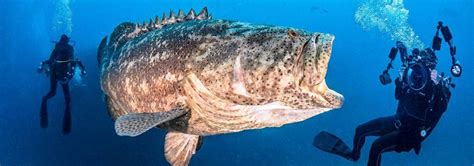 The Gentle Giant: Goliath Grouper — Coral Key Scuba and Travel Denver