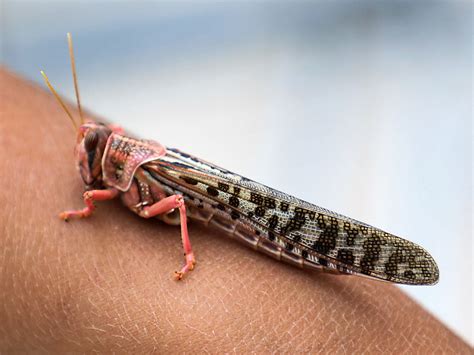 Maybe The Way To Control Locusts Is By Growing Crops They Don't Like | WEMU