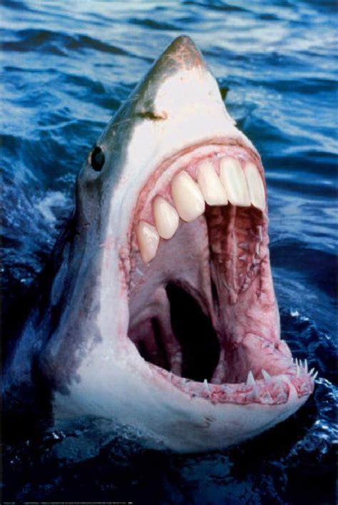 22 Shark With Human Teeth Pictures That Are Just Ridiculous