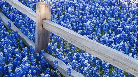 1920x1080 Blue Flowers Field desktop PC and Mac wallpaper | Blue flower ...