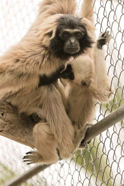 Singing with Gibbons at the Gibbon Conservation Center