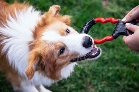 Types of Toys Border Collies Like - Border Collie Love