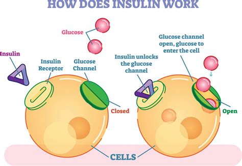 How To Increase Insulin Production In Body Naturally By Stimulating ...