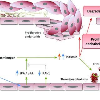 Experimental Model of the Interaction between Dirofilaria immitis and ...