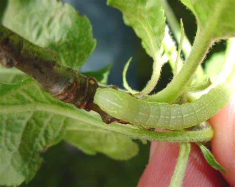 What are Leafrollers? - Online Pest Control