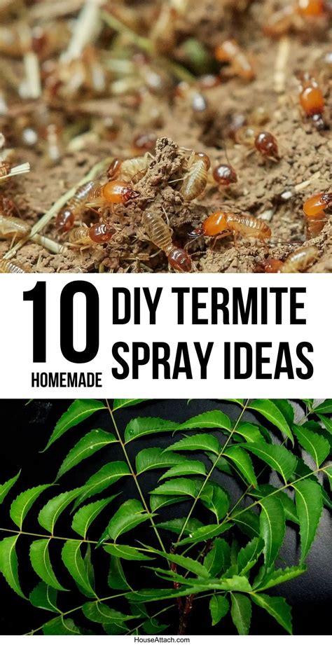 10 DIY Termite Killer Spray Ideas that Works