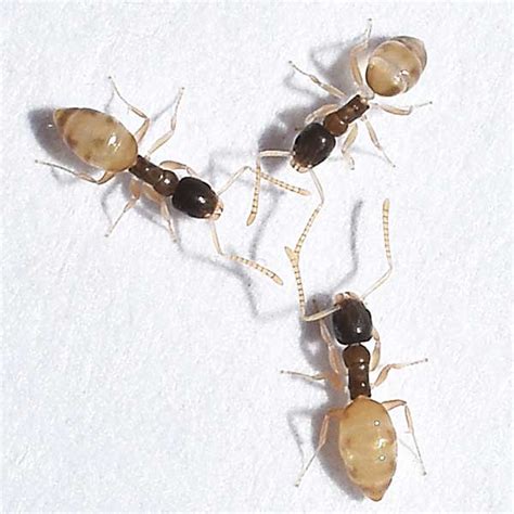 Ghost Ant Identification, Habits & Behavior | Florida Pest Control