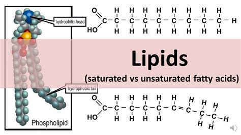 Saturated Vs Unsaturated Fatty Acids- Definition, 20, 40% OFF