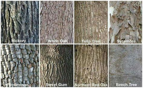 Hickory Tree Bark Identification - princessalicestornikaorulovecraft