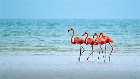 Flamingo Beach Wallpapers - Top Free Flamingo Beach Backgrounds ...