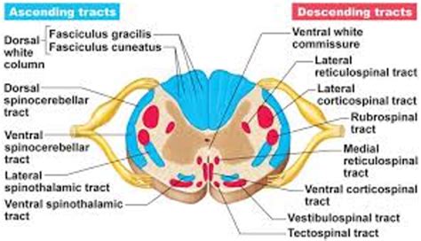 Medulla Spinalis Yaralanma Nedenleri ve Rehabilitasyonu – TR ...