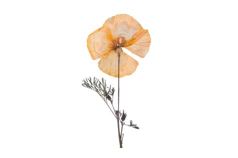 Orange dried flower isolated on a transparent background 21275180 PNG