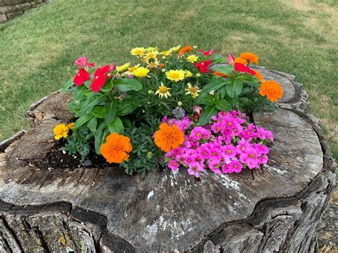 How to Make a Tree Stump Planter (Lots of Creative Ideas) - Gingham Gardens