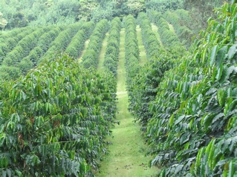 Coffee Plantation in Uganda | Coffee Plantations in Uganda | Uganda