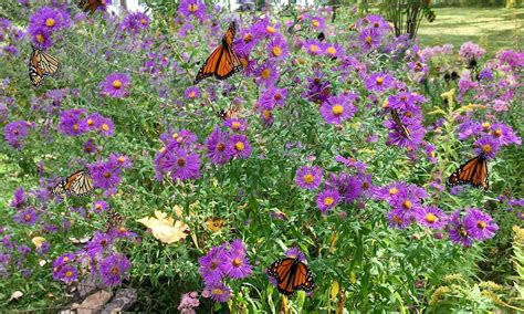 Butterfly Garden: How to Design One