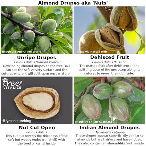 12 Different Types of Almond Trees & Identifying Features