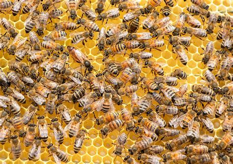 Five fascinating facts about bees – ScIU