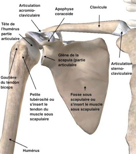 Anatomie de l'épaule : comment fonctionne l'épaule ? par l'Unité de ...