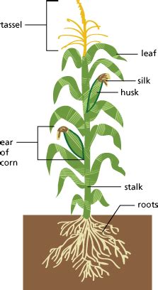 corn diagram | learning-fields