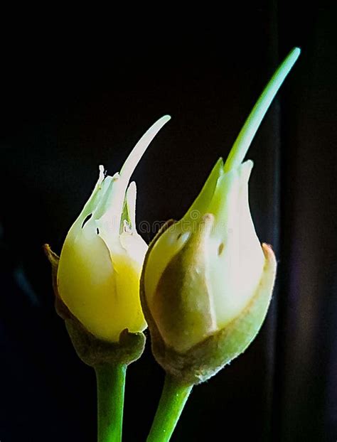 Pair of Indian Mahua Madhuca Longifolia Flower. Stock Photo - Image of ...