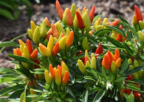 Ornamental peppers are hot in garden, on tables - The Panolian | The ...