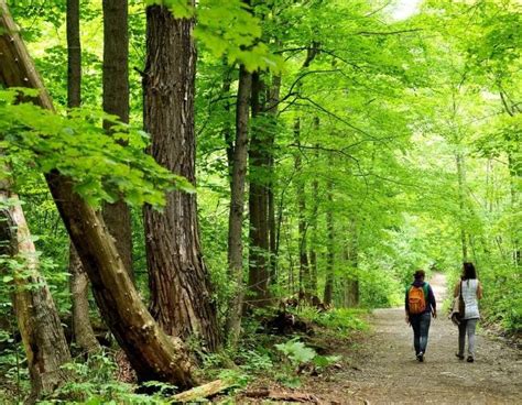 Les bienfaits de la forêt et ses essences sur notre santé - Agriculture ...