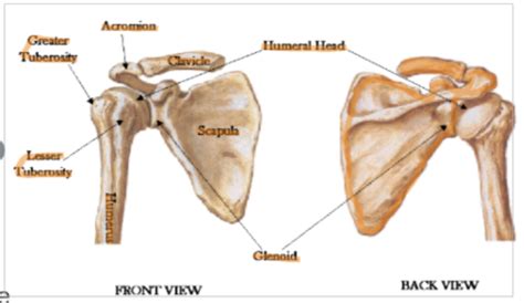 Pectoral Girdle Diagram | Quizlet