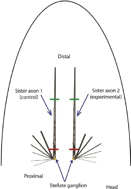 2 Dissection of giant axons. A diagram illustrating the position of the ...