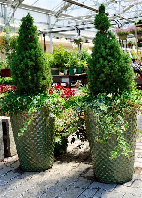 Evergreens in Pots - Watters Garden Center