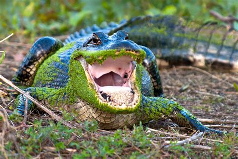 Baby American Crocodiles