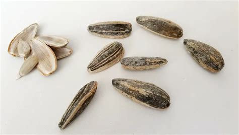 How To Save Eggplant Seeds? (Here's What People Don't Know)