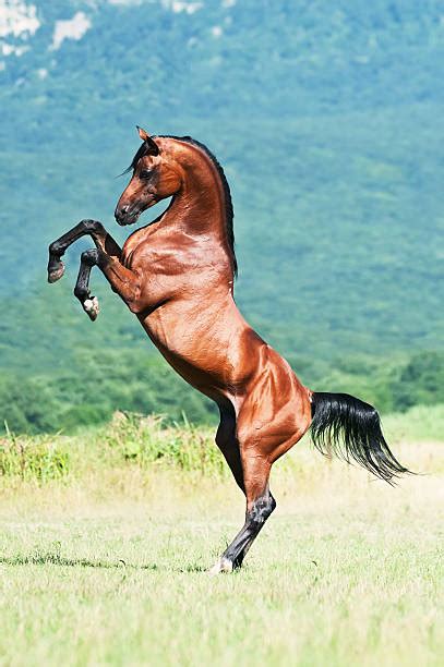 Royalty Free Rearing Horse Pictures, Images and Stock Photos - iStock