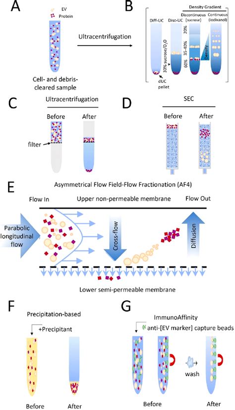 Graphical summary of the major EV isolation techniques. (A) The ...