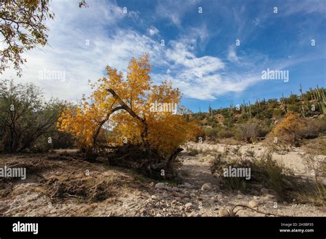 Hiking in Catalina State Park, Arizona.x Stock Photo - Alamy