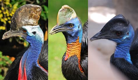 Cassowary - Wikipedia