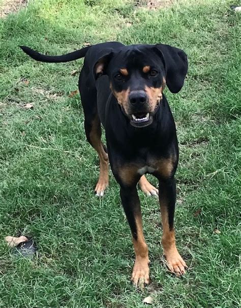 Dog for adoption - Butch, a Rottweiler & Hound Mix in Brenham, TX ...