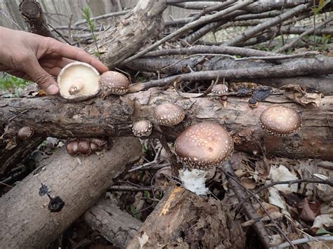 Backyard mushrooming | Quinte News